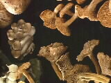 Hedgehog & Chanterelle Mushrooms