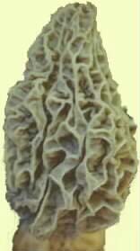 Gourmet Mushrooms - Morel Mushroom