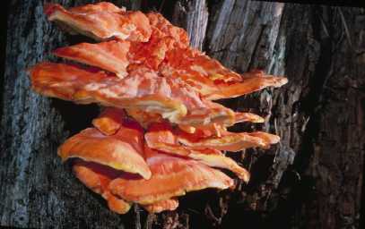 Chicken-of-the-Woods Mushrooms