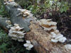 Elm Oyster mushroom