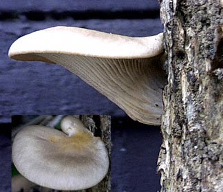 Oyster Mushroom
