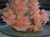 Oyster Mushroom
