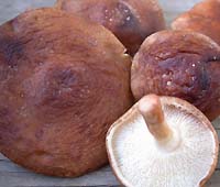 Shiitake Mushrooms