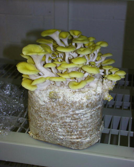 Oyster Mushroom