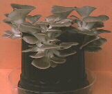 Sonoma Brown Oyster Mushrooms