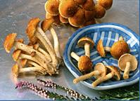 Fresh Cinnamon Cap Mushroom