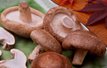 Shiitake Mushrooms