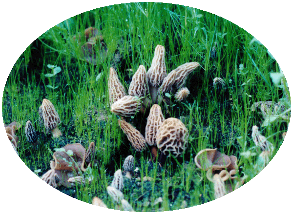 Dry Land Fish - Morel Mushrooms in a Morel Habitat 