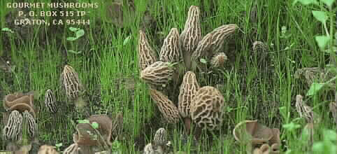 Garden Morel Mushrooms - Morel Habitat Kit Morels