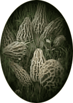 Morel Madness