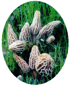 Morel Habitat Kit Morel Mushrooms