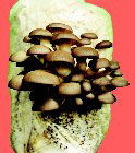 Pearl Oyster Mushroom Log
