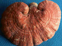 Reishi Mushroom from Plugs
