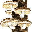Shiitake Mushroom Plugs