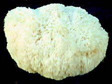 Pom Pom Blanc Mushroom