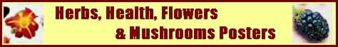 Food, health, flower and mushroom posters