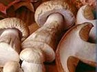 Dried Gourmet Mushrooms